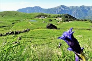 11 Vista sui Piani dell'Avaro con genziana di Clusius